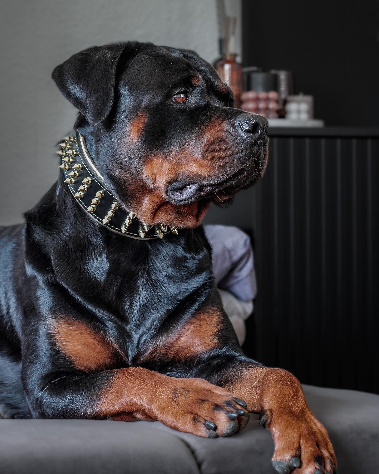 The "Gold Giant" collar